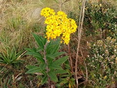 Senecio adamantinus
