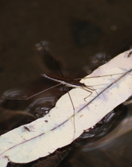 Limnoporus notabilis