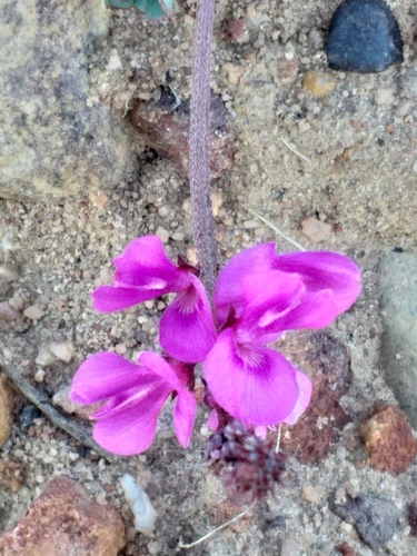 Image of Indigofera karooica by (c) kevin koen, some rights reserved (CC BY-SA)