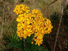 Senecio adamantinus