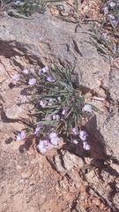 Convolvulus lineatus