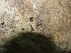 Ponera pennsylvanica