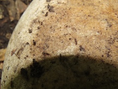 Ponera pennsylvanica