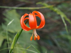 Lilium chalcedonicum