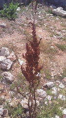 Rumex patientia orientalis