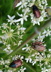 Phyllopertha horticola