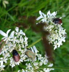 Phyllopertha horticola
