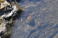Ampullaceana balthica