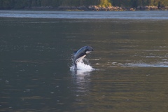 Cephalorhynchus eutropia