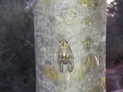Cicada barbara lusitanica