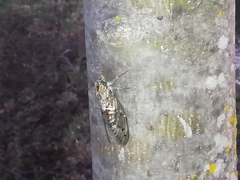 Cicada barbara lusitanica