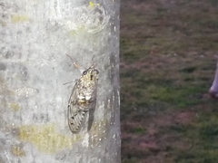 Cicada barbara lusitanica