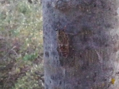Cicada barbara lusitanica