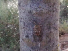 Cicada barbara lusitanica