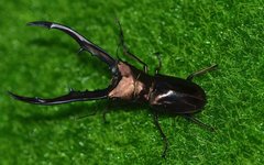 Cyclommatus metallifer