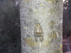 Cicada barbara lusitanica