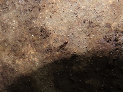 Ponera pennsylvanica