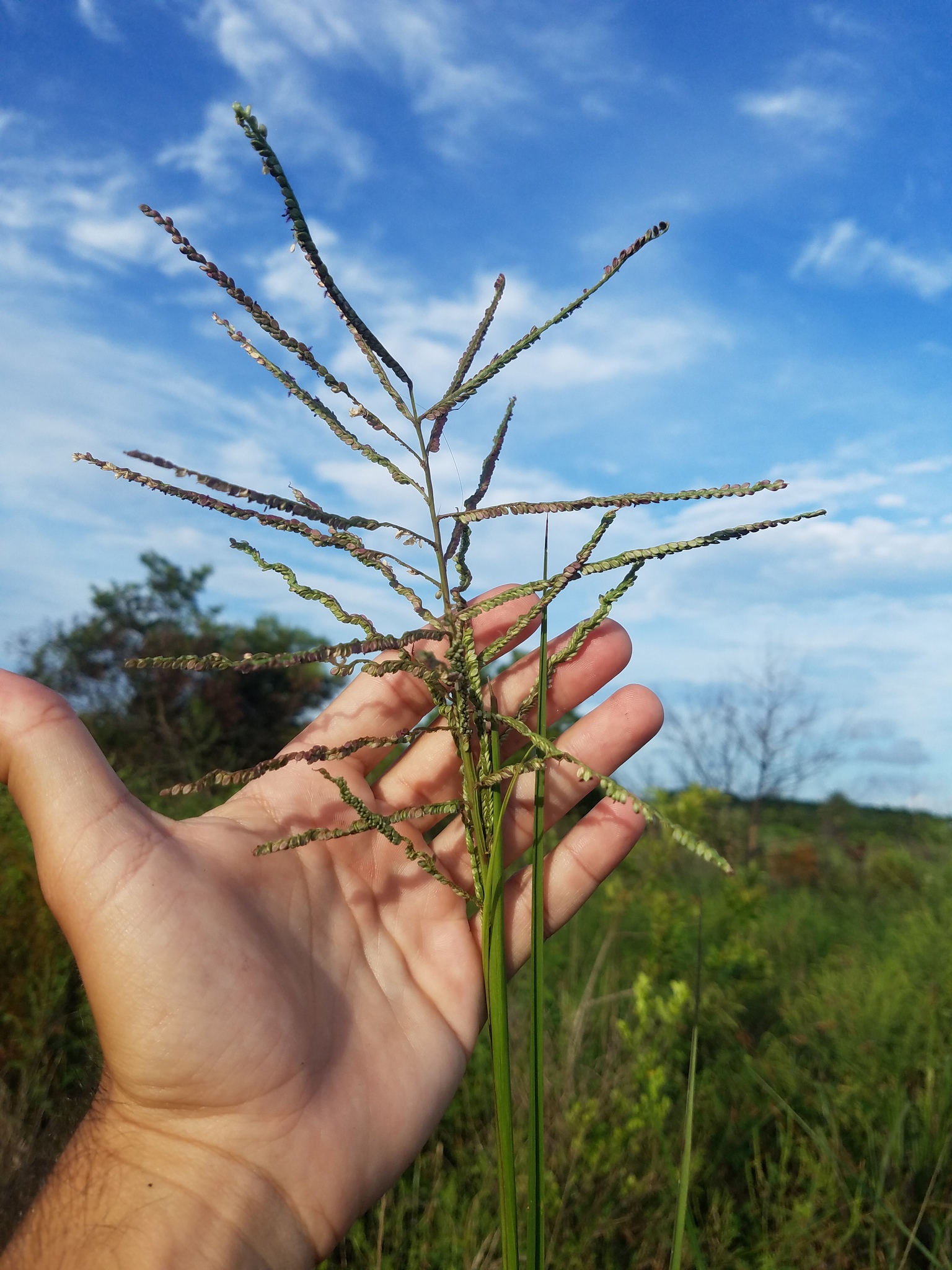 Paspalum arundinaceum