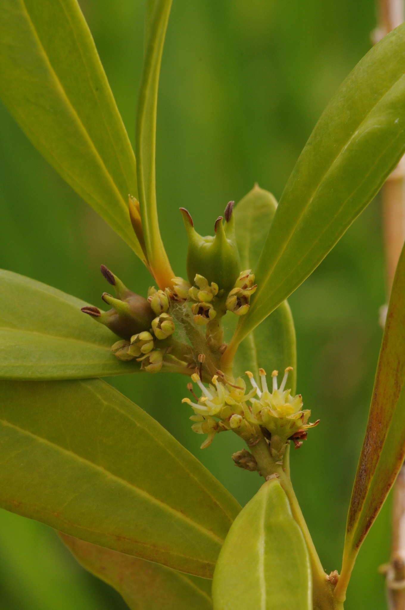 Buxus vahlii
