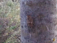Cicada barbara lusitanica