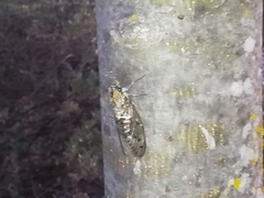 Cicada barbara lusitanica