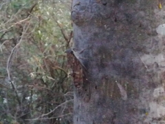 Cicada barbara lusitanica