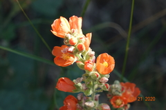 Sphaeralcea munroana