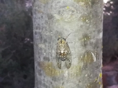Cicada barbara lusitanica