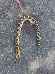 Heterodon platirhinos