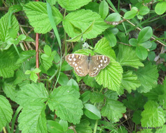 Pararge aegeria tircis