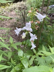 Penstemon digitalis