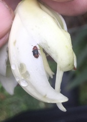 Caplothorax melanopterus