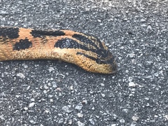 Heterodon platirhinos