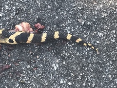 Heterodon platirhinos