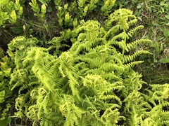 Athyrium distentifolium