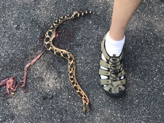 Heterodon platirhinos