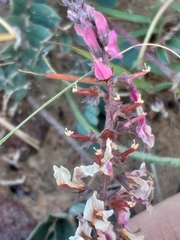 Indigofera karooica