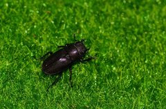 Cyclommatus metallifer