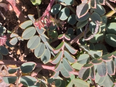 Indigofera karooica