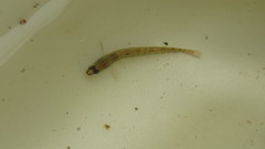 Etheostoma olmstedi