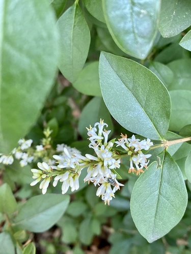 California privet (Ligustrum ovalifolium)