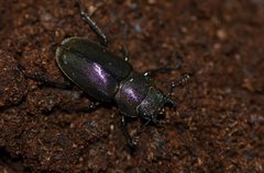 Cyclommatus metallifer