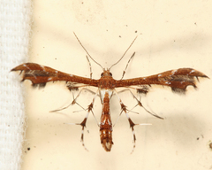 Geina tenuidactylus
