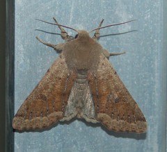 Orthosia pacifica