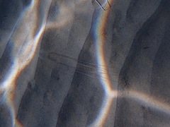 Carybdea marsupialis