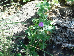 Tradescantia crassifolia