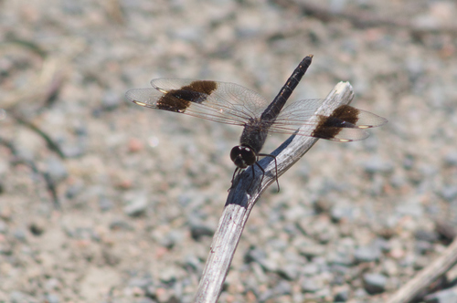 Northern Banded Groundling