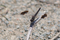Brachythemis impartita
