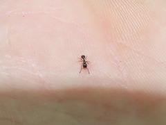 Myrmecina americana