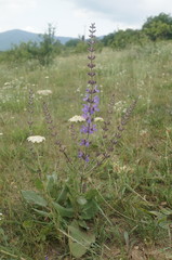 Salvia virgata